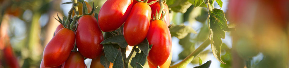 tomate bio laselva